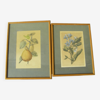 Two decorative engravings "fruit and flower"