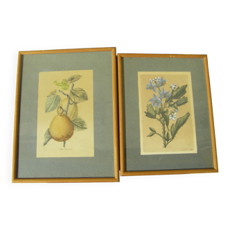 Deux gravures décoratives "fruit et fleur"