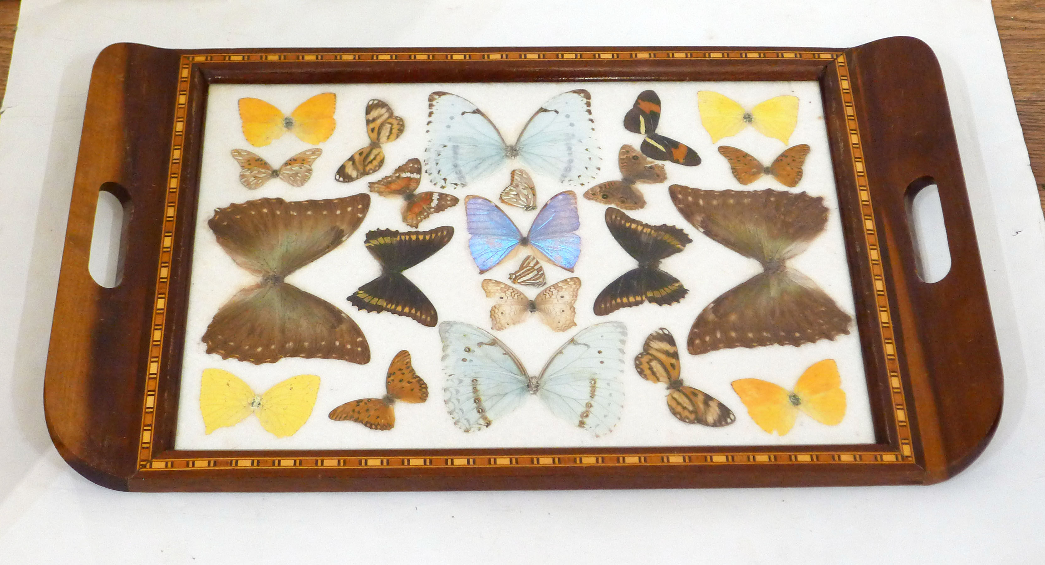 Butterfly tray