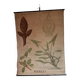 Old Deyrolle poster - leaves
