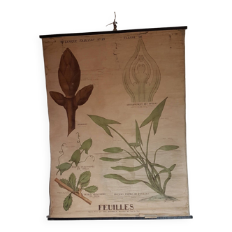 Ancienne affiche Deyrolle - les feuilles