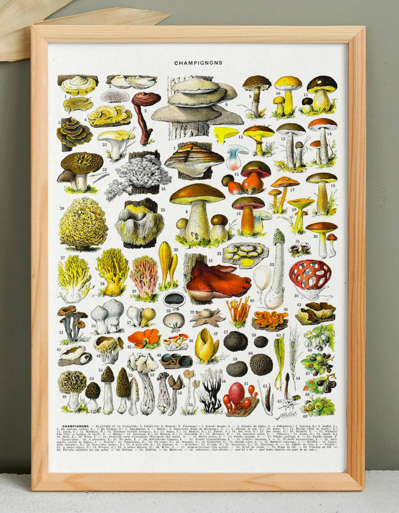 Poster on mushrooms "ceps", from a lithograph from 1928