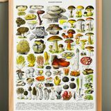 Poster on mushrooms "ceps", from a lithograph from 1928