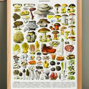 Poster on mushrooms "ceps", from a lithograph from 1928