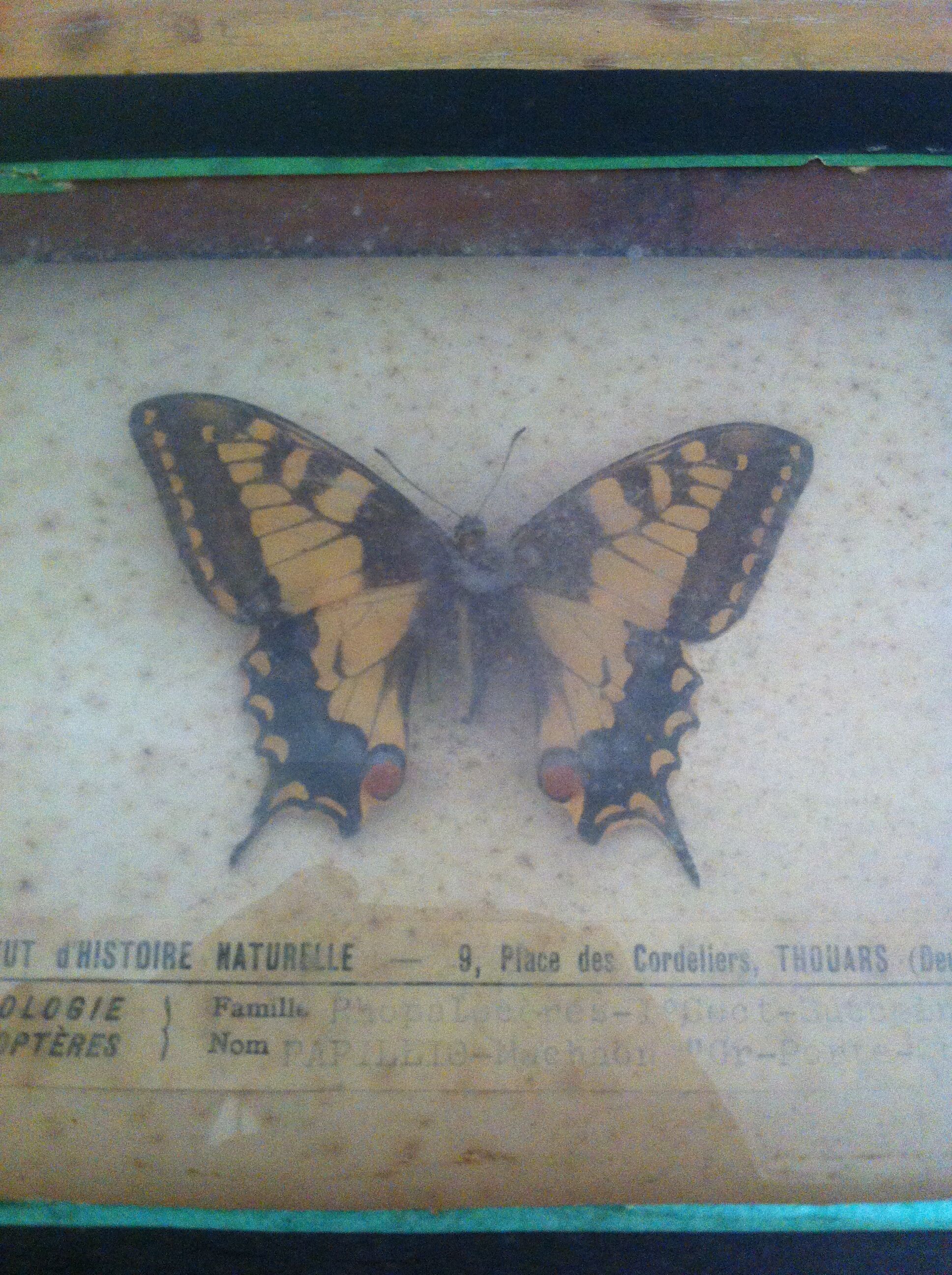 Vintage entomology board