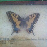 Vintage entomology board