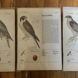 Raptor illustrations