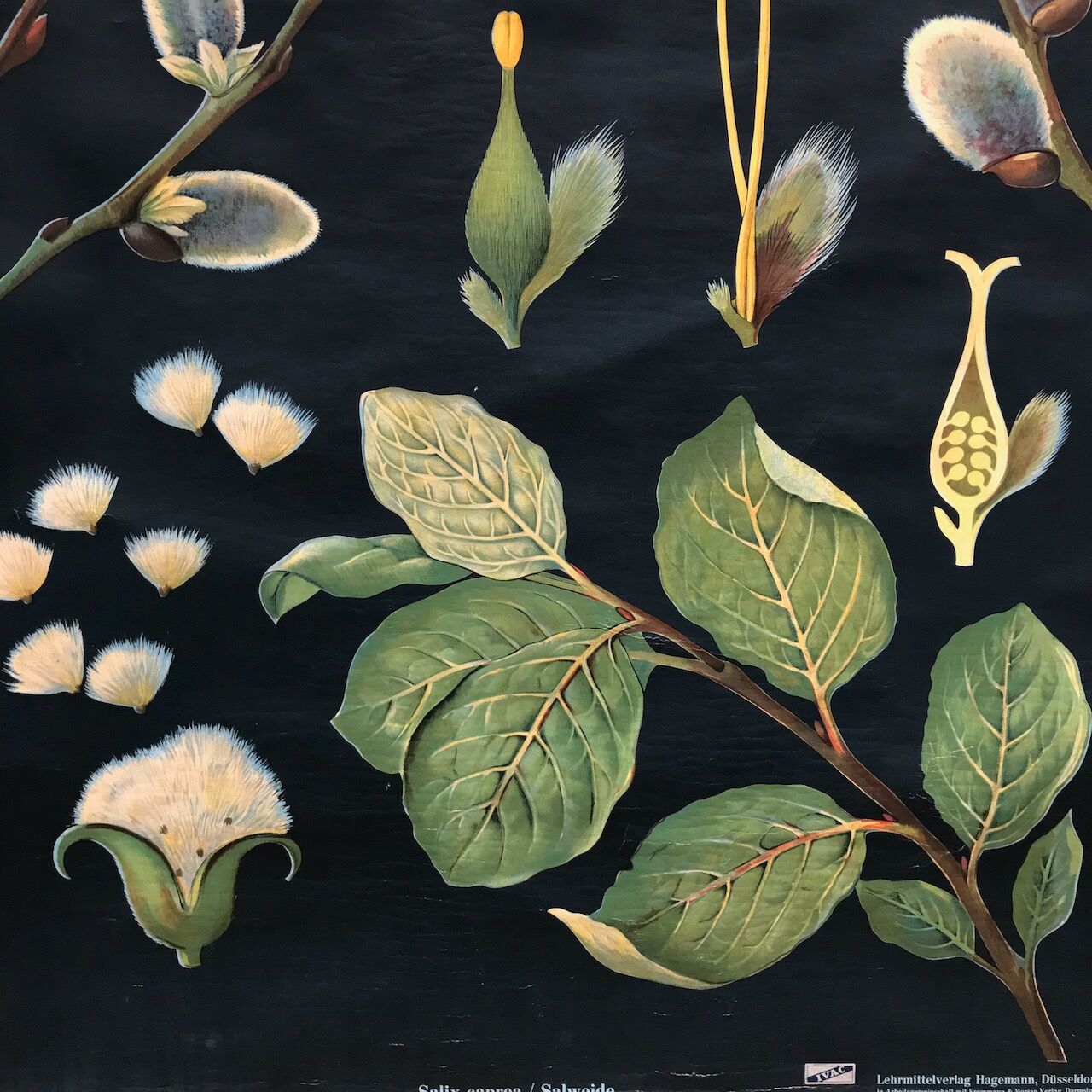 Saule d’affiche de cru en 1961