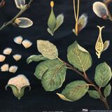 Saule d’affiche de cru en 1961