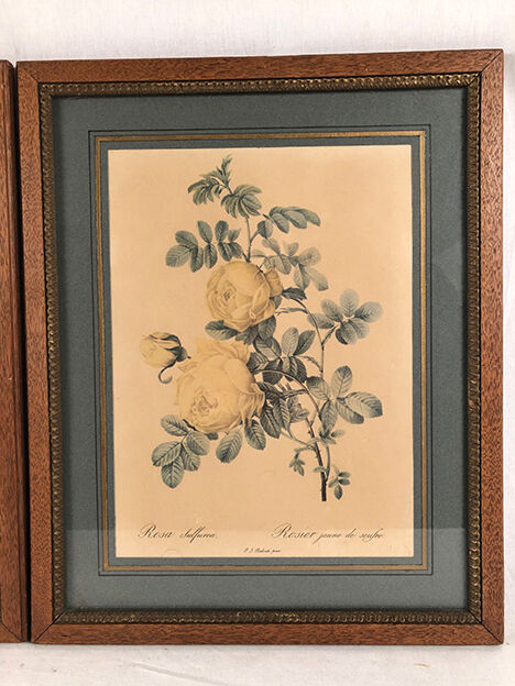 Pair of illustrations framed with roses by PJ Redouté