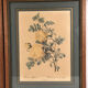 Pair of illustrations framed with roses by PJ Redouté