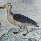 Original ornithological plate " Petrel ash - Checkerboard - Shearwater -&c... " Buffon (1837)