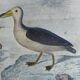 Original ornithological plate " Petrel ash - Checkerboard - Shearwater -&c... " Buffon (1837)