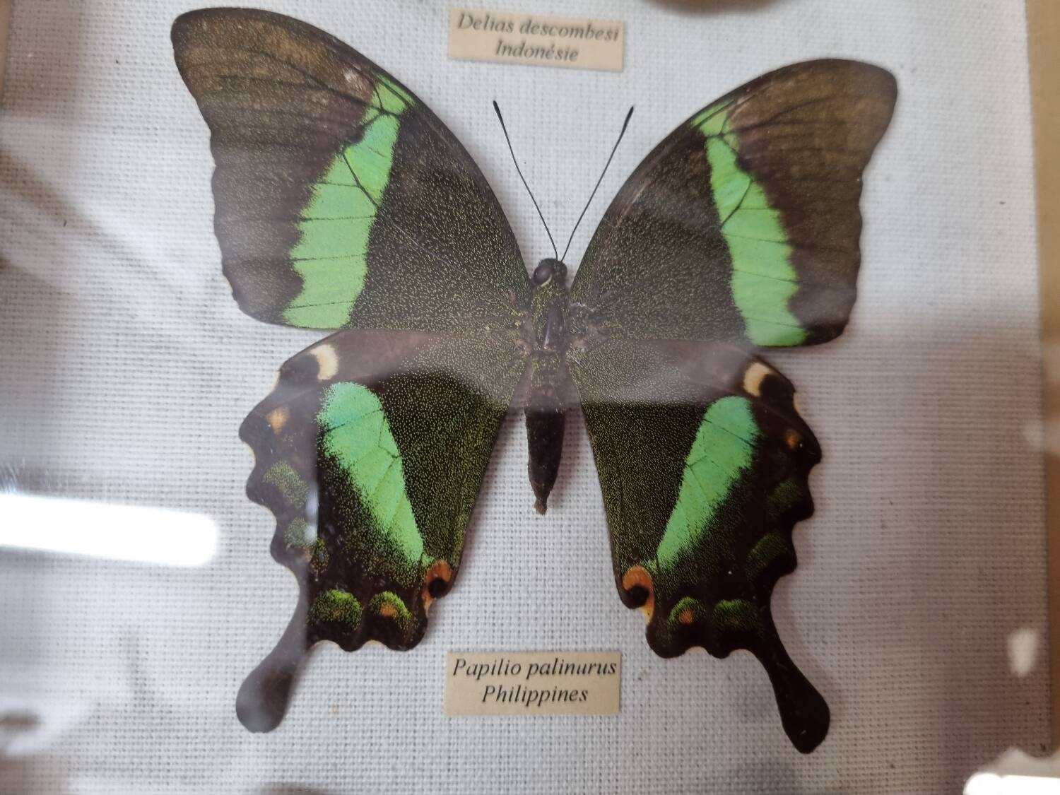 Naturalized butterflies