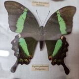 Naturalized butterflies