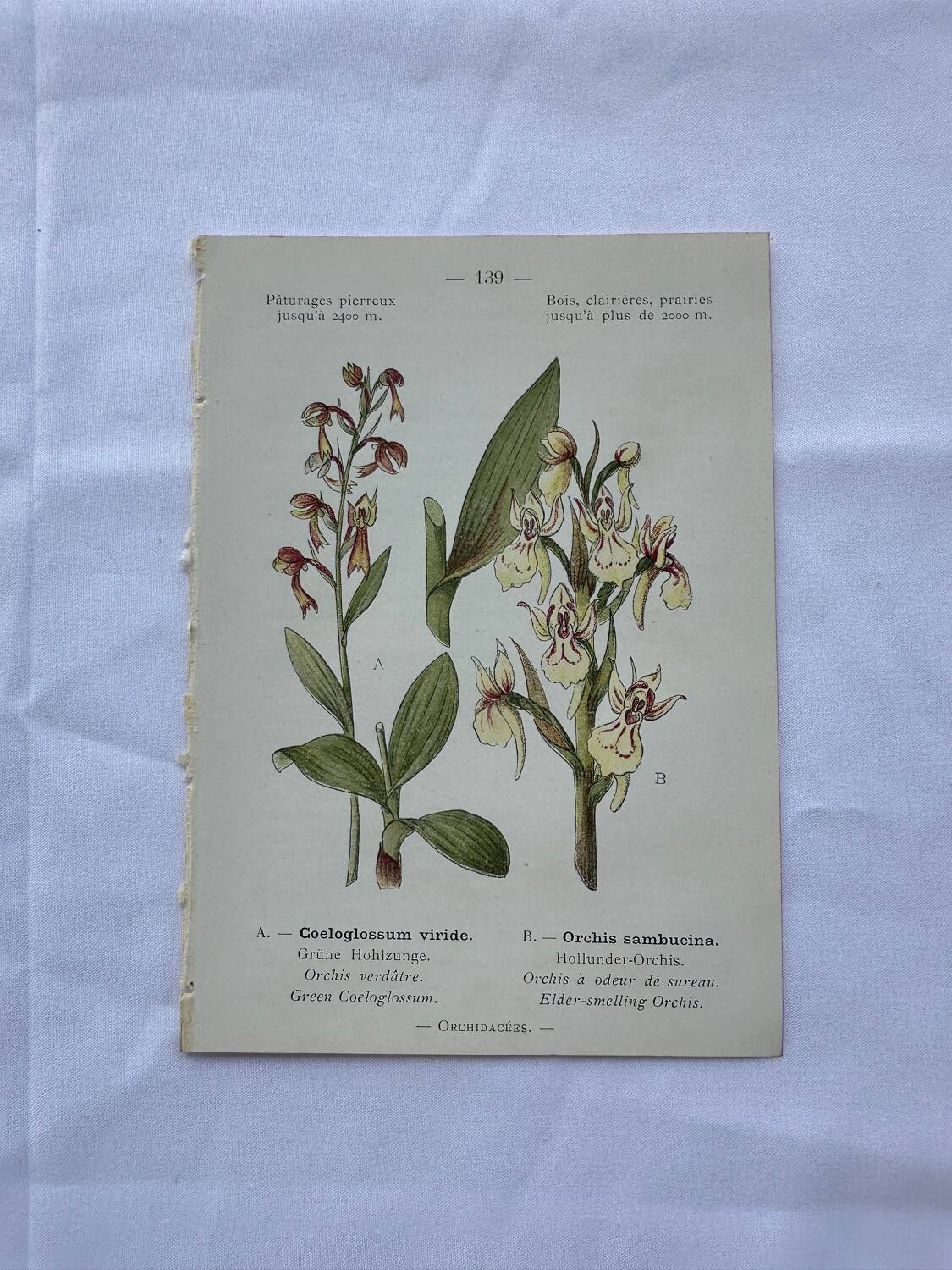 Planche botanique ancienne gravure plante 18e double face