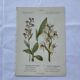 Planche botanique ancienne gravure plante 18e double face