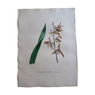 Planche botanique Epidendrum Sinense, lithographiée et coloriée,  Sertum Botanicum 1832