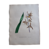 Planche botanique Epidendrum Sinense, lithographiée et coloriée,  Sertum Botanicum 1832