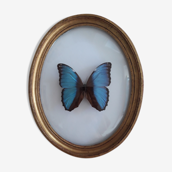 Naturalized morpho butterfly framed in a curved oval frame in gilded wood