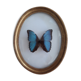 Papillon naturalisé morpho encadré dans un cadre ovale bombé en bois doré