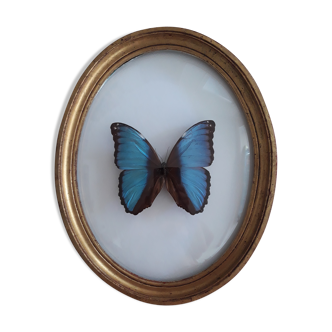 Naturalized morpho butterfly framed in a curved oval frame in gilded wood