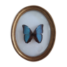 Naturalized morpho butterfly framed in a curved oval frame in gilded wood