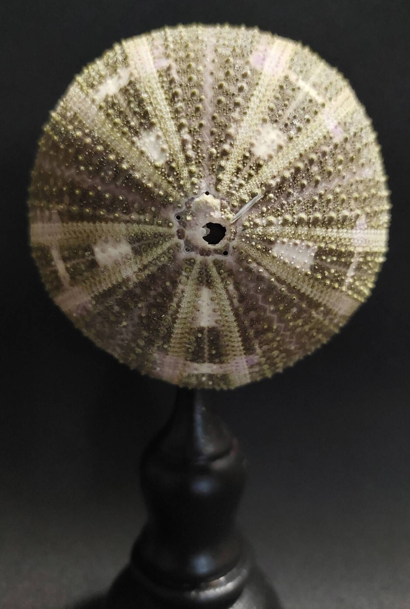 Cabinet of Curiosities sea urchin flower toxopneustes pileolus on a base