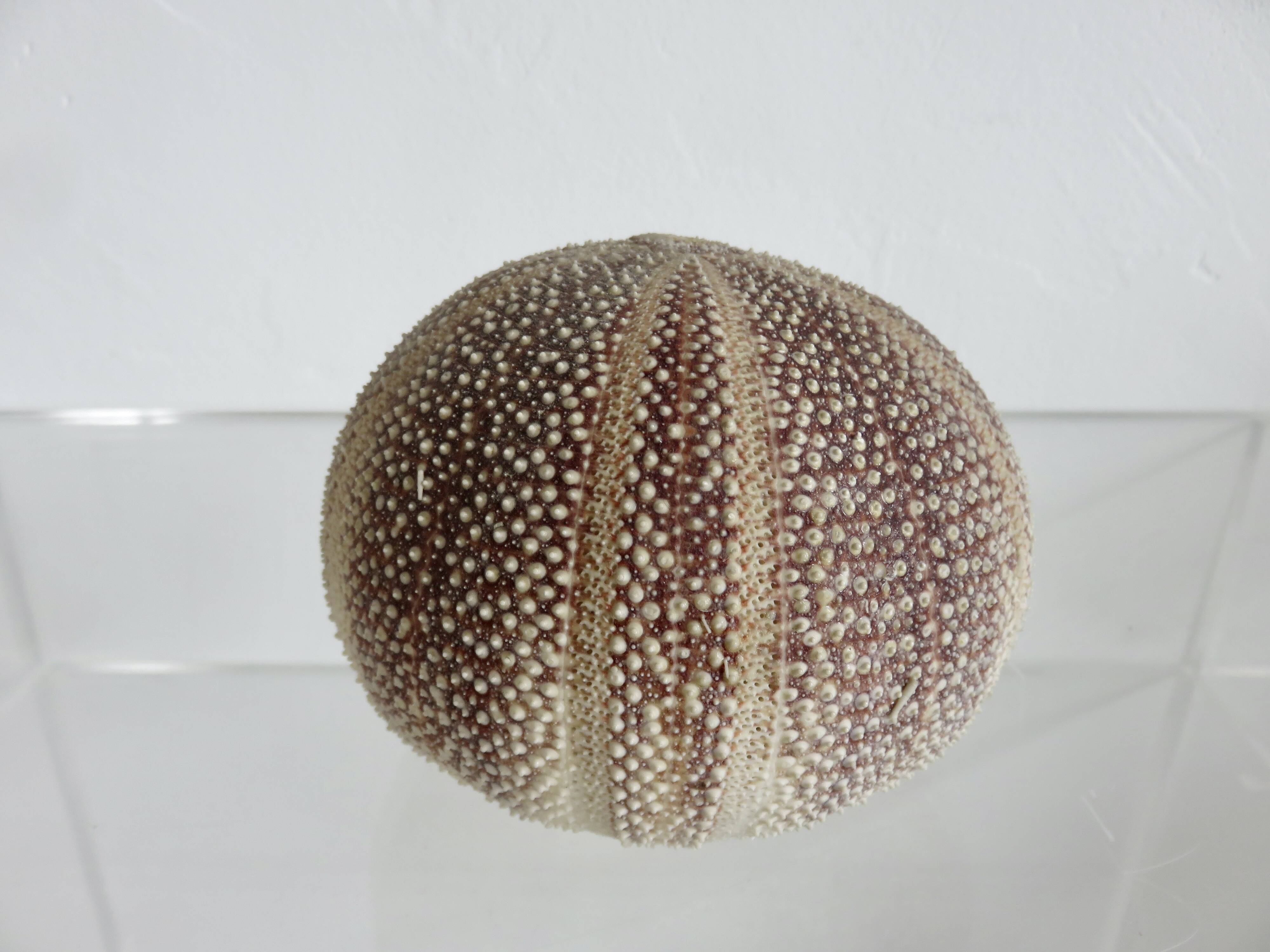 Oursin fleur, océan Indien, objet de décoration, cabinet de curiosités