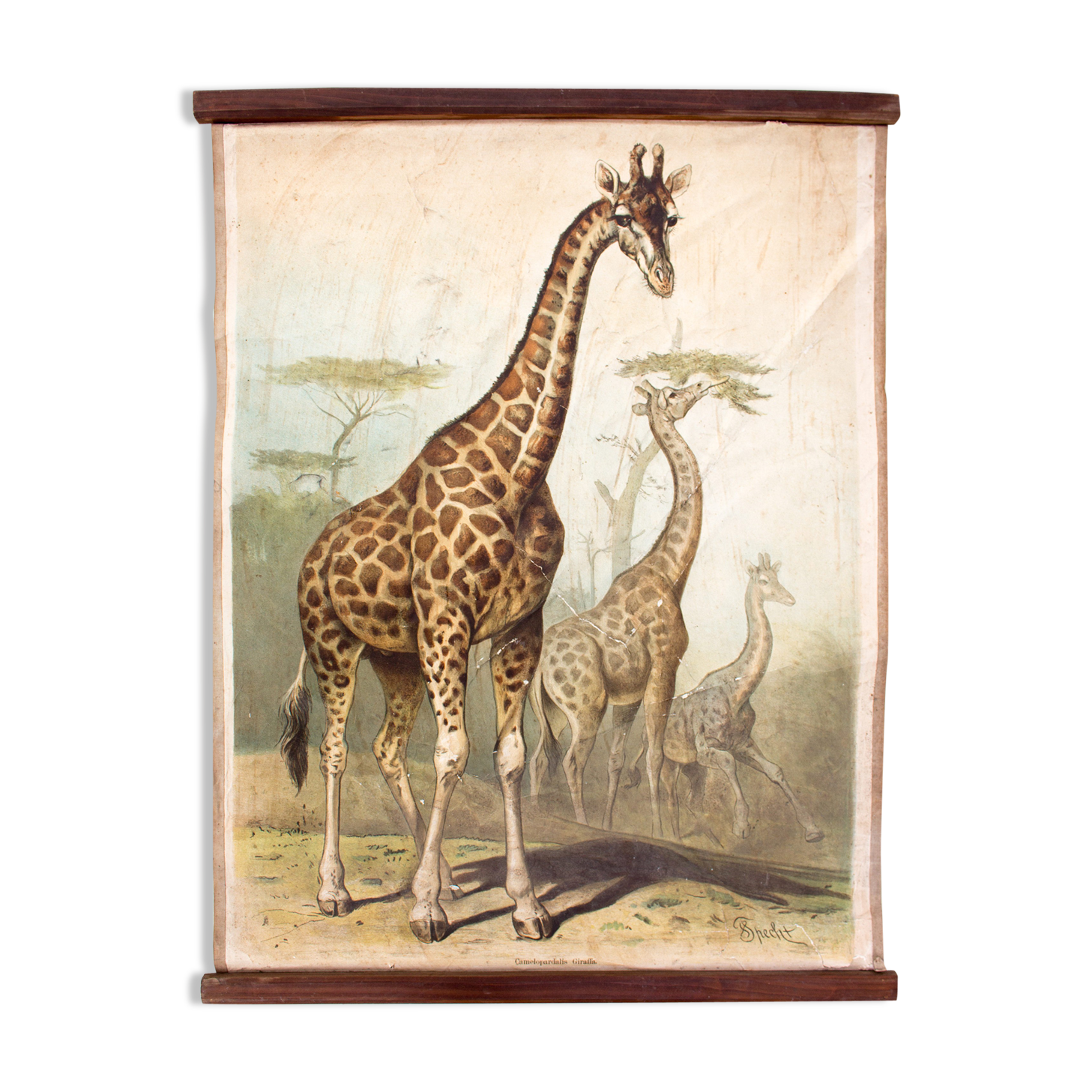 Giraffe, Antique Educational Picture, by F. Specht and published by Leipziger Schulbilderverlag von F. E. Wachsmuth, Leipzig, 1879