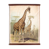 Girafe, Antique tableau éducatif, par F. Specht et publié par Leipziger Schulbilderverlag von F. E. Wachsmuth, Leipzig, 1879