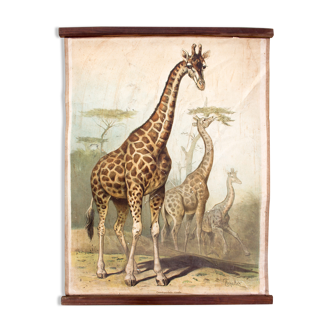 Girafe, Antique tableau éducatif, par F. Specht et publié par Leipziger Schulbilderverlag von F. E. Wachsmuth, Leipzig, 1879