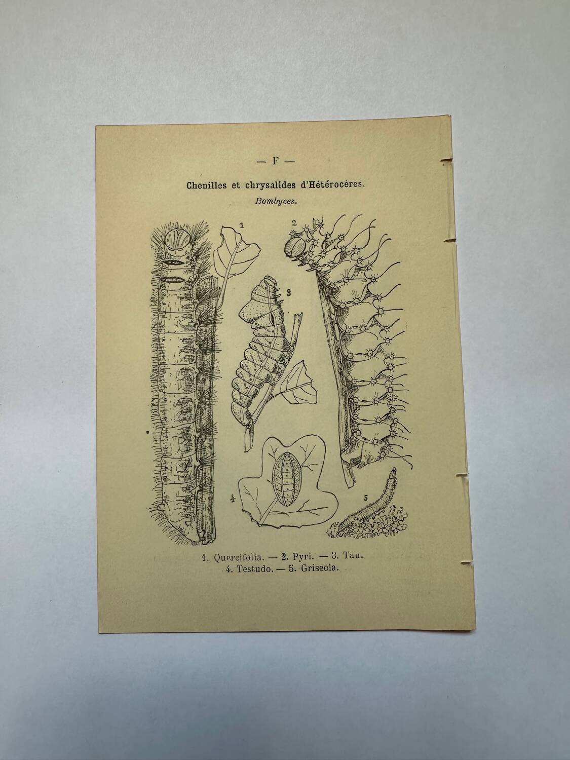 Botanical engraving butterflies double-sided naturalist plate Etching