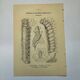 Botanical engraving butterflies double-sided naturalist plate Etching