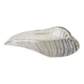 Vide poche coquillage en verre
