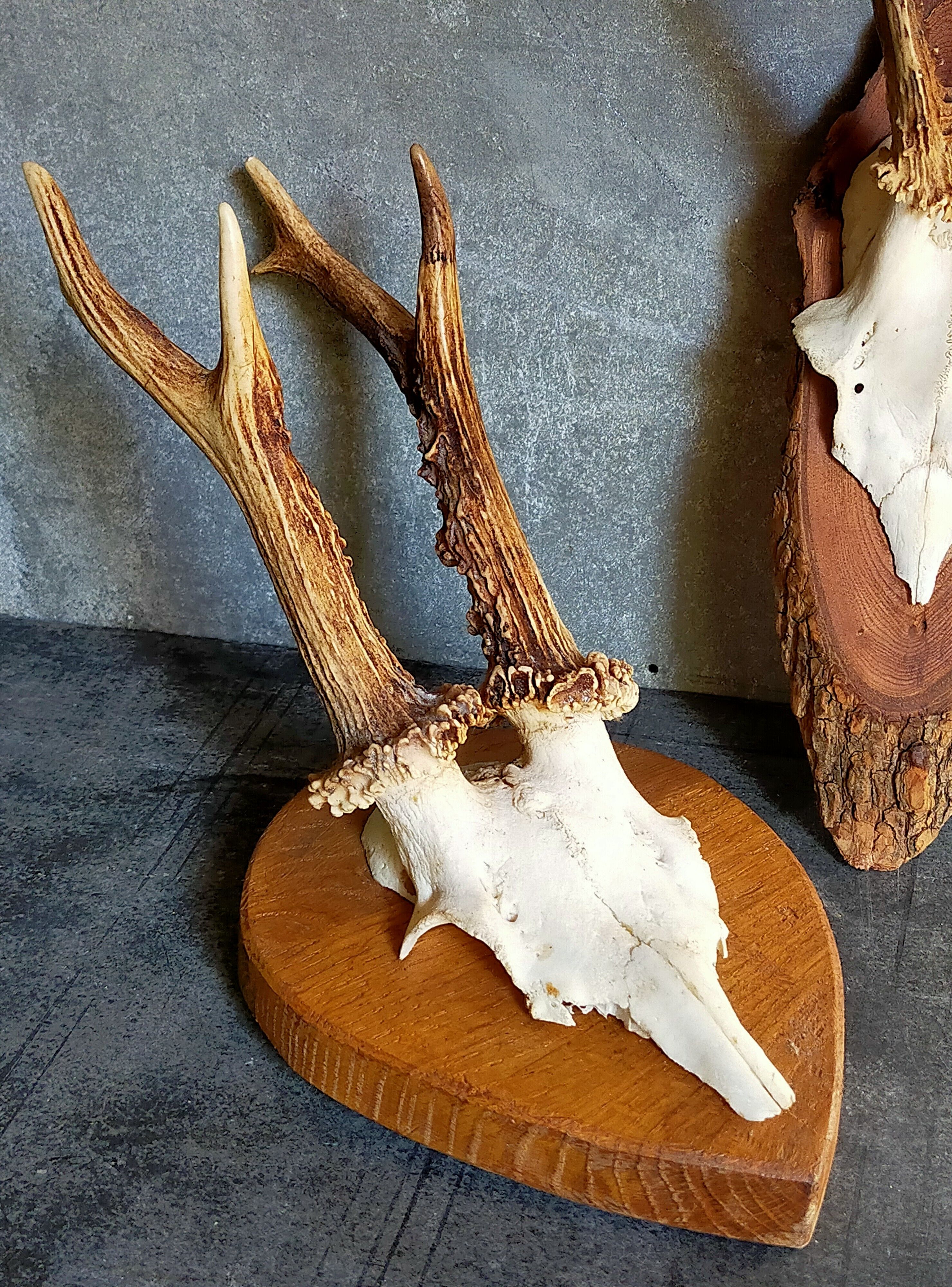 Duo of vintage hunting trophies Art-populaire 50s
