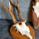 Duo of vintage hunting trophies Art-populaire 50s