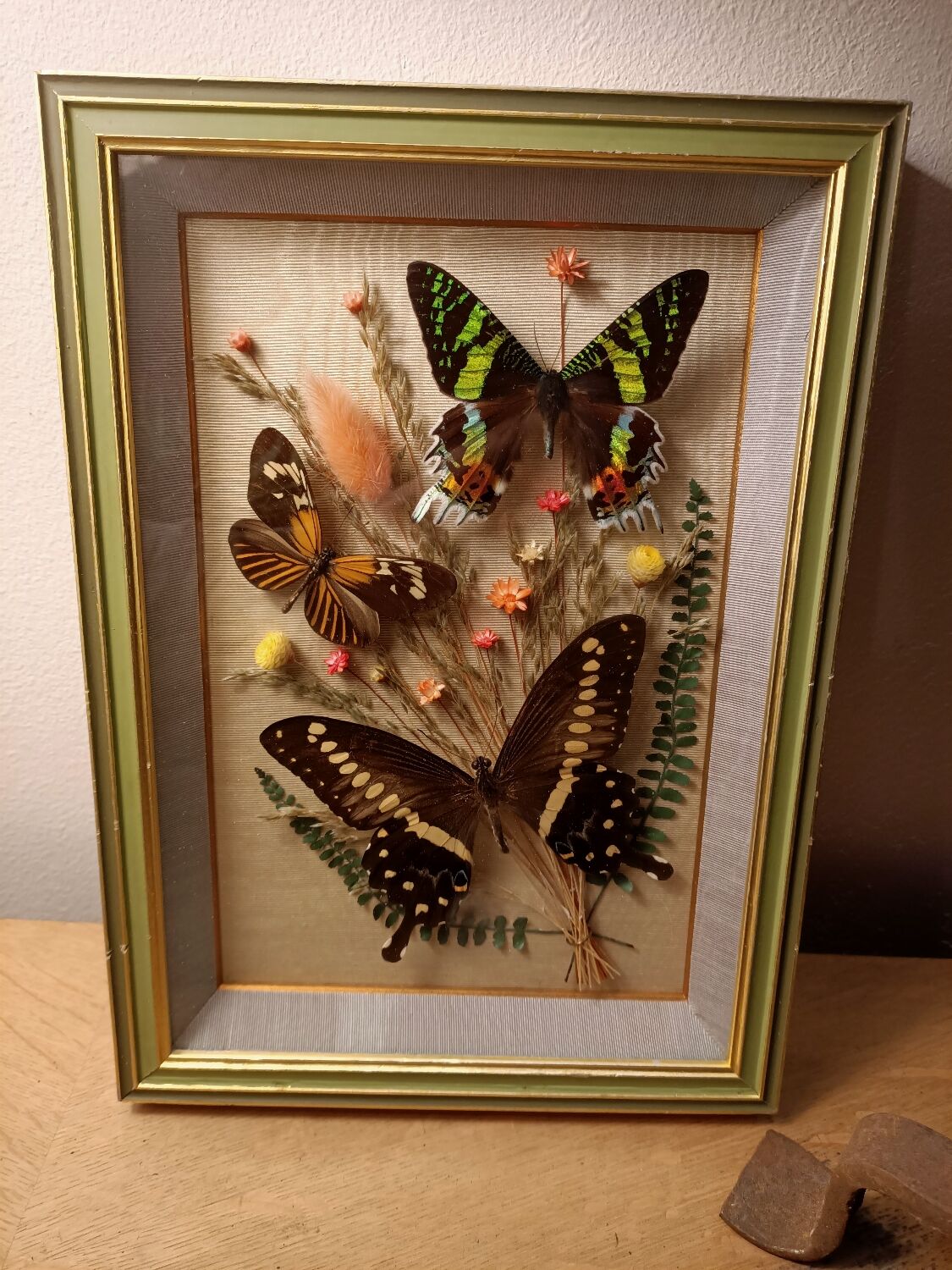 Cadre vitrine papillons