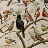 Lithograph on aviary birds - 1920