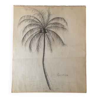 Coconut Tree Drawing