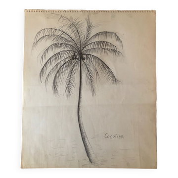 Dessin Cocotier
