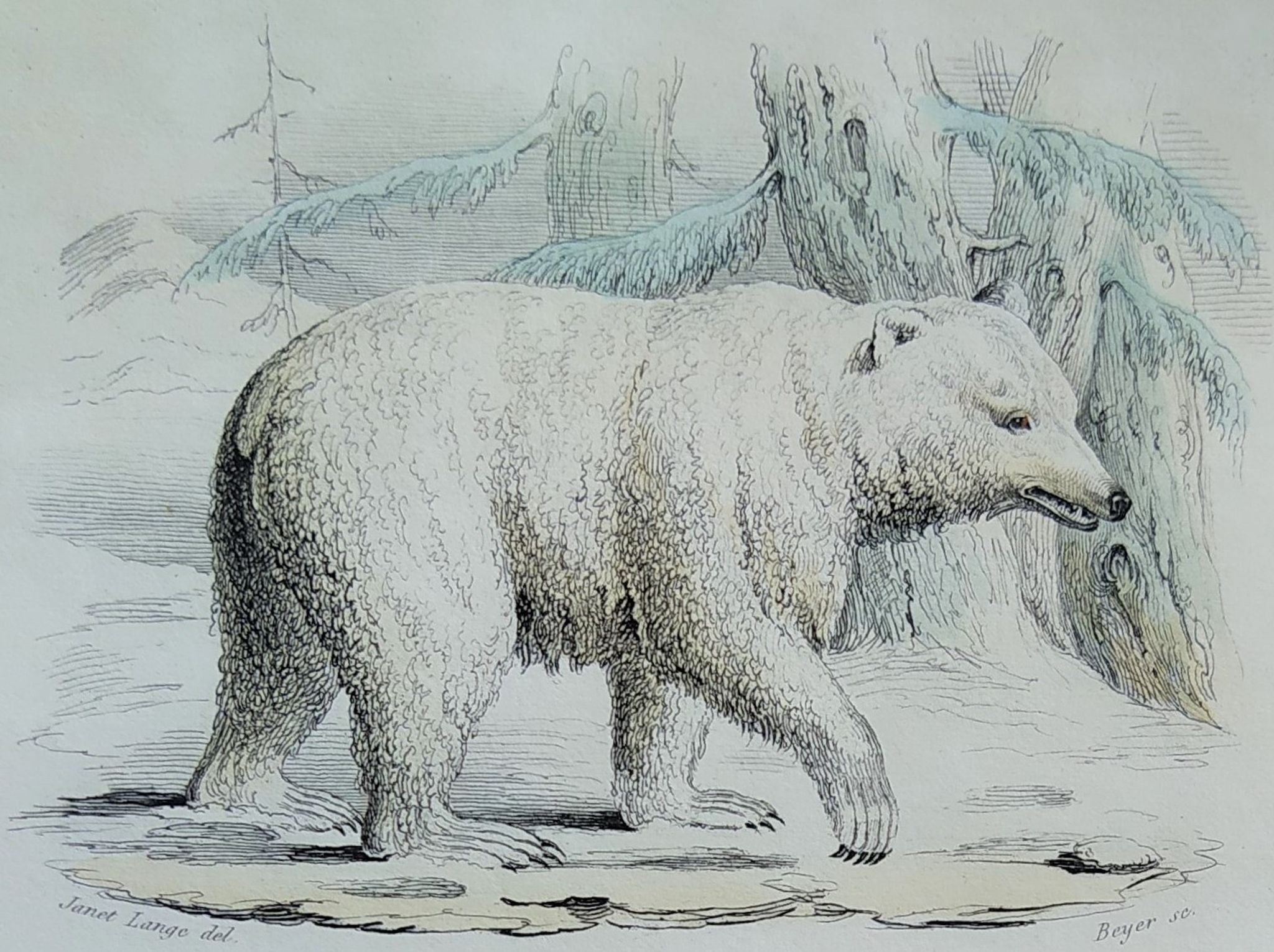Planche zoologique originale " ours blanc & castor " - buffon 1840