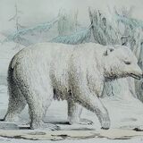 Planche zoologique originale " ours blanc & castor " - buffon 1840