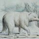 Planche zoologique originale " ours blanc & castor " - buffon 1840