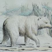 Planche zoologique originale " ours blanc & castor " - buffon 1840