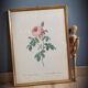 Frame Litho rose Bordeaux