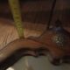 Antique shaped mirror, wood and bronze