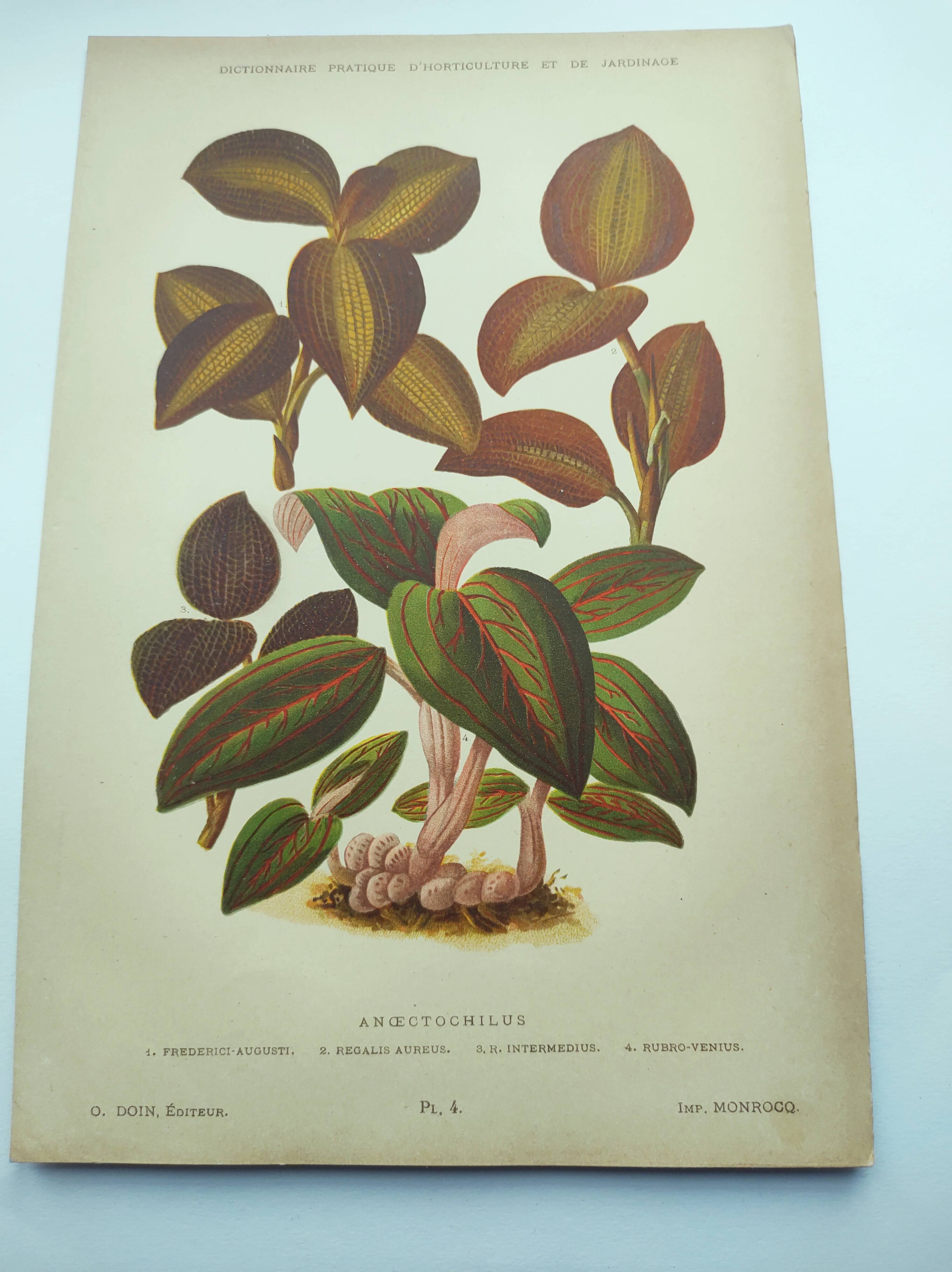Botanical engraving from 1897 - Anoectochile - Original plate. Ancient nature lithograph of flower