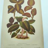 Botanical engraving from 1897 - Anoectochile - Original plate. Ancient nature lithograph of flower