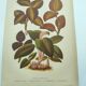 Botanical engraving from 1897 - Anoectochile - Original plate. Ancient nature lithograph of flower